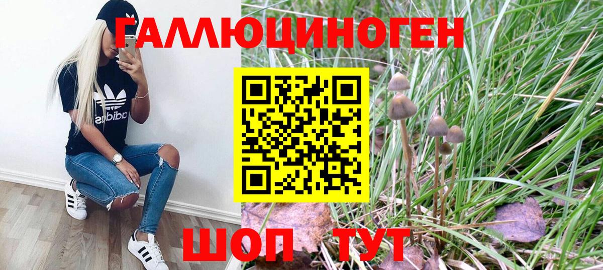 Галлюциногенные грибы Psilocybe Лысьва